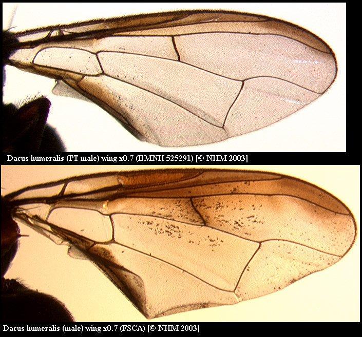 Image of Dacus humeralis (Bezzi 1915)