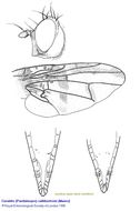 Image of Ceratitis cuthbertsoni (Munro 1936)