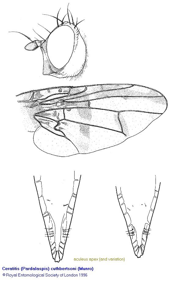 Image of Ceratitis cuthbertsoni (Munro 1936)