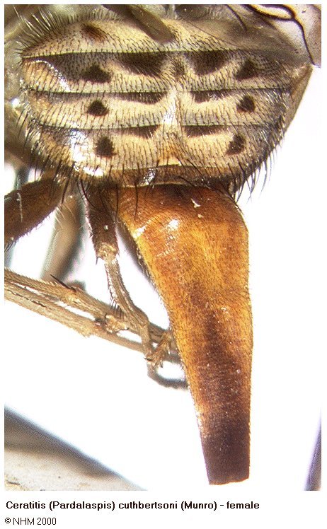 Image of Ceratitis cuthbertsoni (Munro 1936)