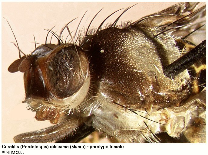 Image of Ceratitis ditissima (Munro 1938)