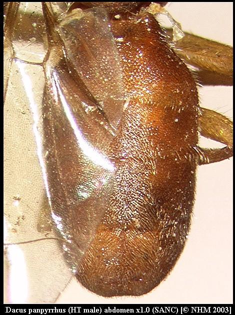 Image of Dacus panpyrrhus (Munro 1984)