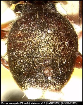 Image of Dacus pecropsis Munro 1984