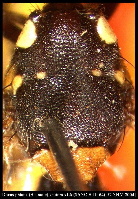 Image of Dacus phimis (Munro 1984)