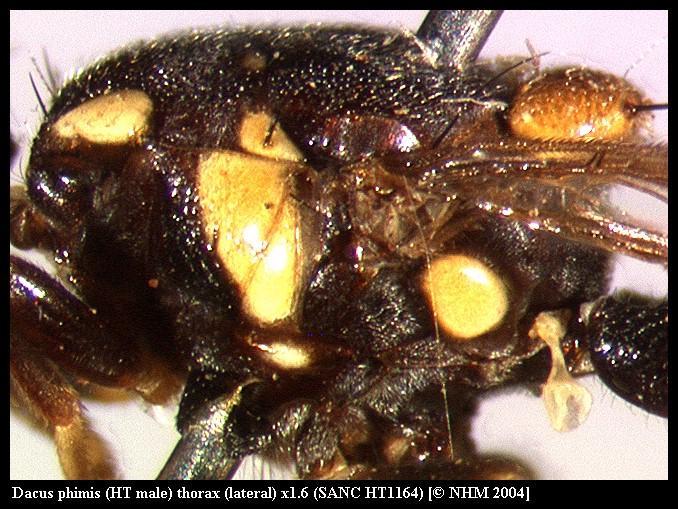 Image of Dacus phimis (Munro 1984)