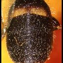 Image of Dacus phimis (Munro 1984)