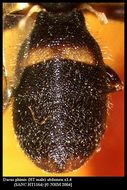 Image of Dacus phimis (Munro 1984)