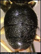 Image of Dacus pulchralis White 2006