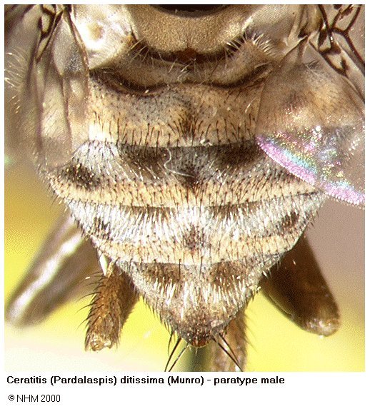 Image of Ceratitis ditissima (Munro 1938)