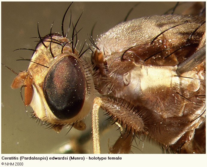 Image of Ceratitis edwardsi (Munro 1957)