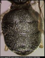 Image of Dacus segunii White 2006