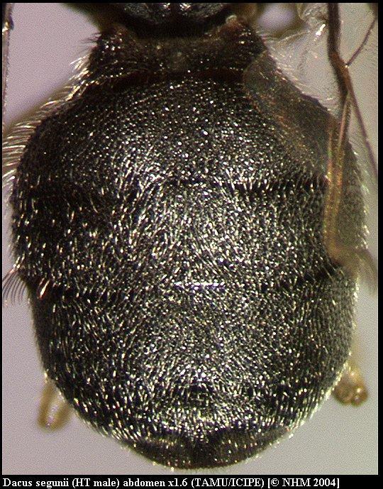 Image of Dacus segunii White 2006