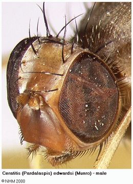 Image of Ceratitis edwardsi (Munro 1957)