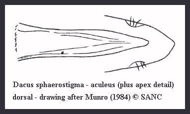 Image of Dacus sphaerostigma (Bezzi 1924)