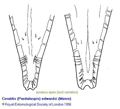 Image of Ceratitis edwardsi (Munro 1957)