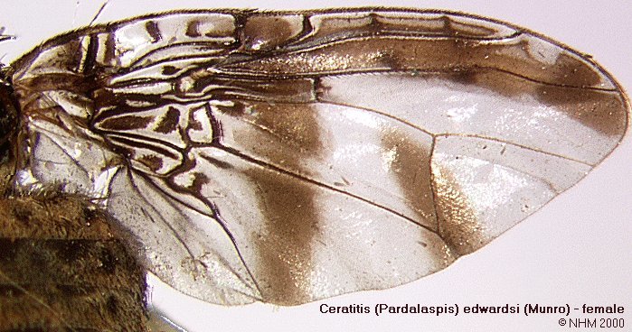 Image of Ceratitis edwardsi (Munro 1957)