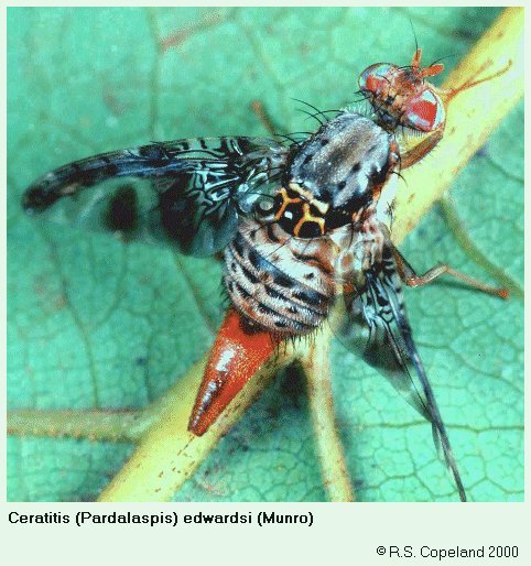 Image of Ceratitis edwardsi (Munro 1957)