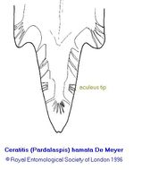 Image of Ceratitis hamata Meyer 1996