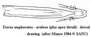 Image of Dacus amphoratus (Munro 1984)