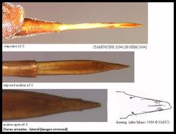 Image de Dacus arcuatus Munro 1939