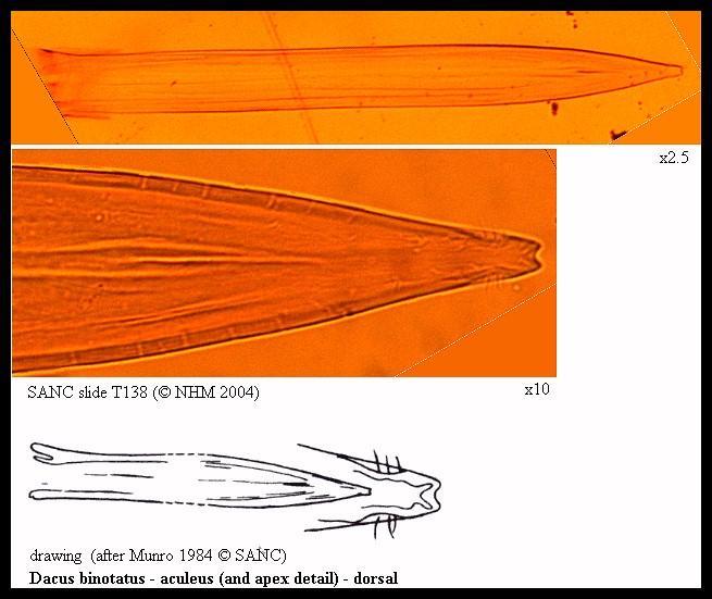 Image of Dacus binotatus Loew 1862