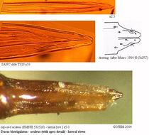 Plancia ëd Dacus bistrigulatus Bezzi 1908