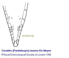 Image of Ceratitis munroi Meyer 1996