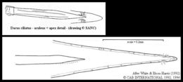 Image of Dacus ciliatus Loew 1862