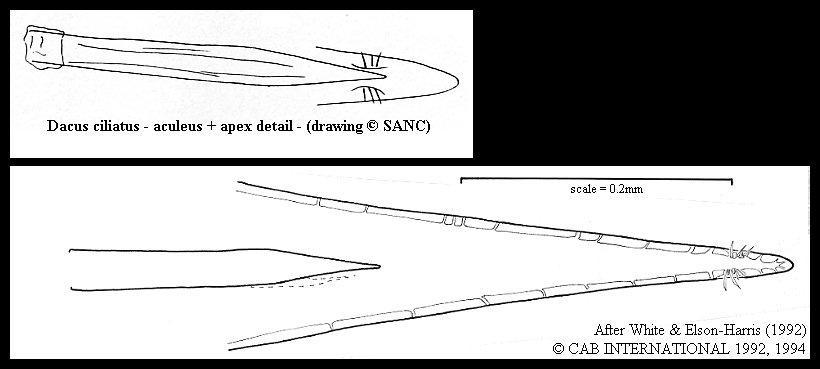 Image of Dacus ciliatus Loew 1862