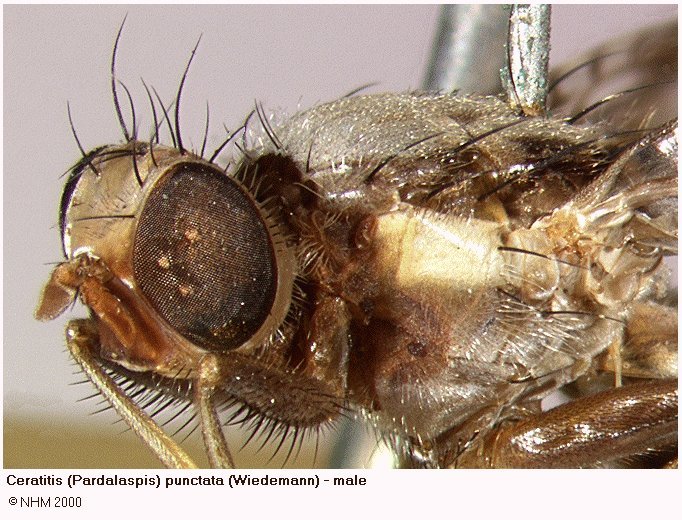 Image of Ceratitis punctata (Wiedemann 1824)