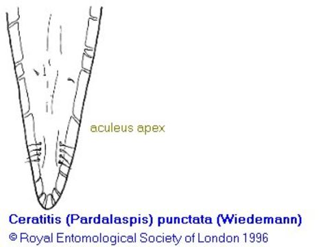 Image of Ceratitis punctata (Wiedemann 1824)