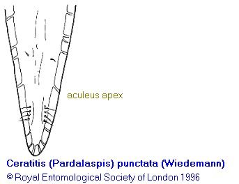 Image of Ceratitis punctata (Wiedemann 1824)