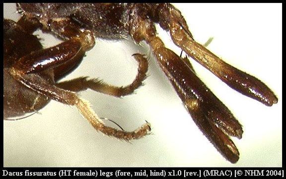 Image of <i>Dacus fissuratus</i> White 2006