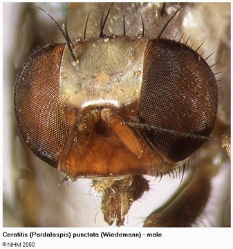 Image of Ceratitis punctata (Wiedemann 1824)