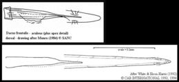 Image of Dacus frontalis Becker 1922