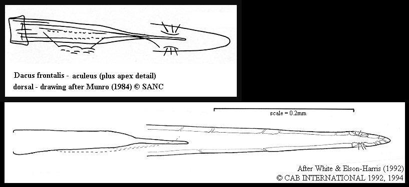 Image of Dacus frontalis Becker 1922