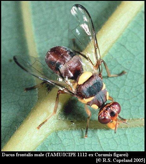 Image of Dacus frontalis Becker 1922