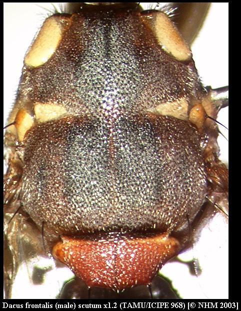 Image of Dacus frontalis Becker 1922