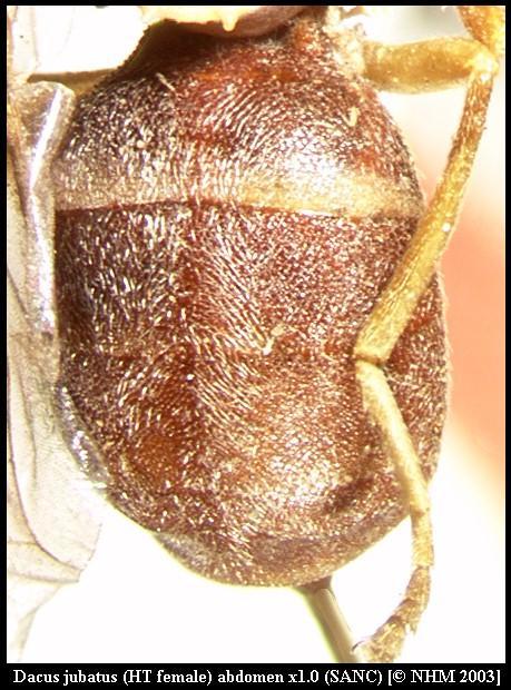 Image of Dacus jubatus (Munro 1984)