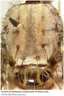 Image of Ceratitis semipunctata Meyer 1996