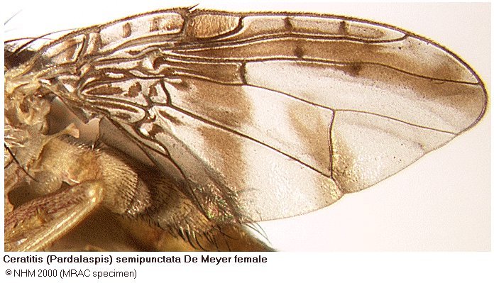 Image of Ceratitis semipunctata Meyer 1996