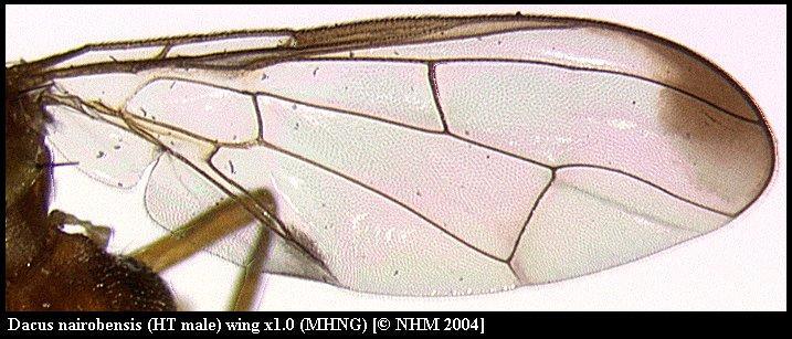 Image of Dacus nairobensis White 2006