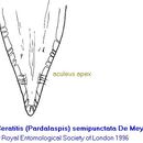 Ceratitis semipunctata Meyer 1996的圖片