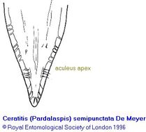 Image of Ceratitis semipunctata Meyer 1996