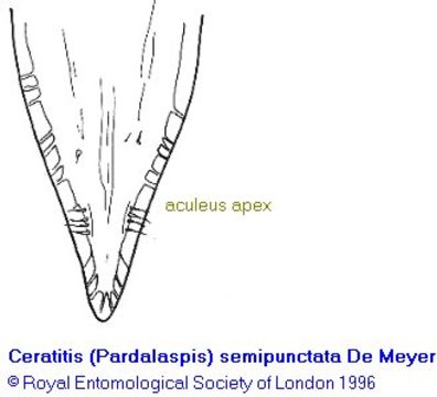 Image of Ceratitis semipunctata Meyer 1996