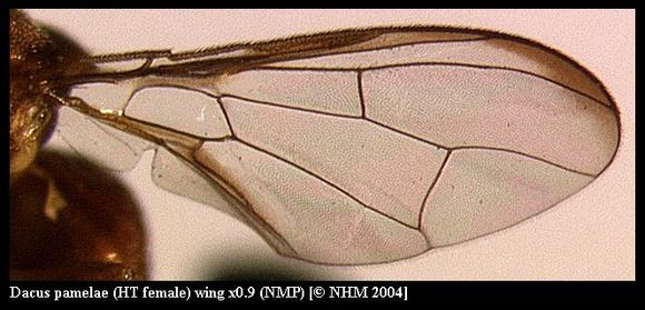 Image de Dacus pamelae (Munro 1984)