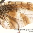 Image of Ceratitis serrata Meyer 1996