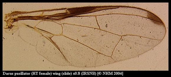 Plancia ëd Dacus pusillator (Munro 1984)