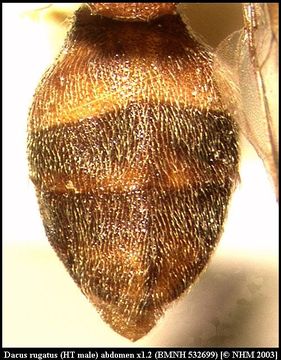 Image of Dacus rugatus (Munro 1984)