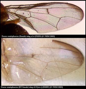 Plancia ëd Dacus semisphaereus Becker 1903